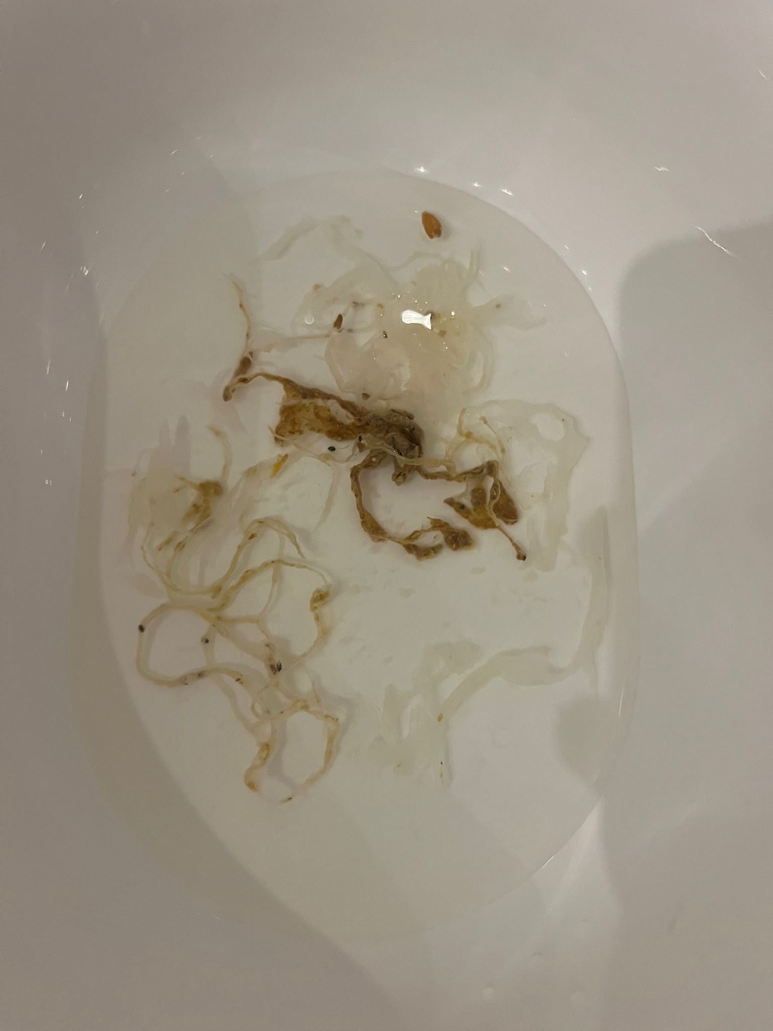 Ausscheidung — Entgiftungsphase